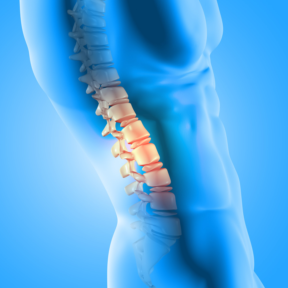 3d render male medical figure with spine highlighted